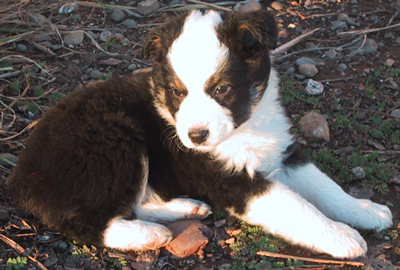 Zorro