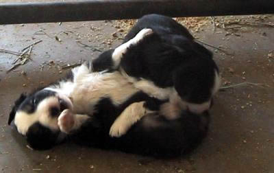 four weeks old