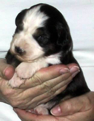 two weeks old