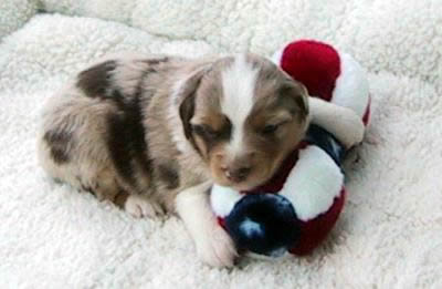 Red Merle Female #2