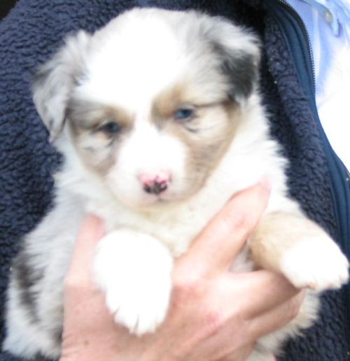 Adopted by James