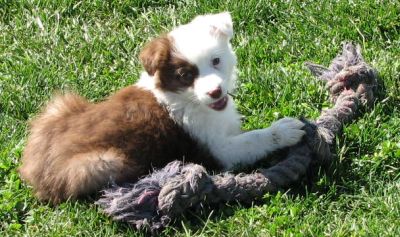 Pirate has gone home to live with Susan