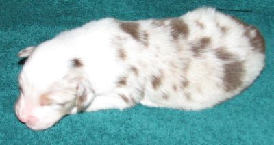 Red Merle Male