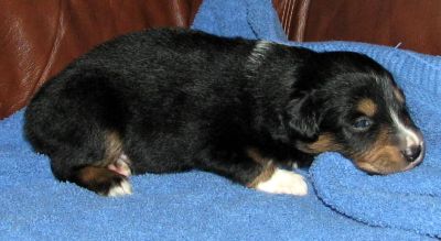 Three weeks old...