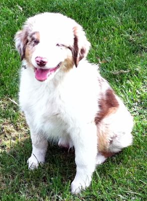 12 weeks old...