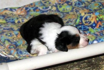 Four weeks old...