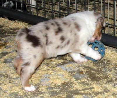 Four weeks old...