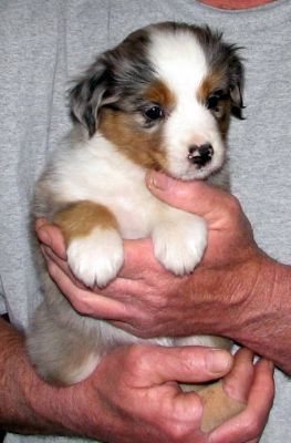 Five weeks old...