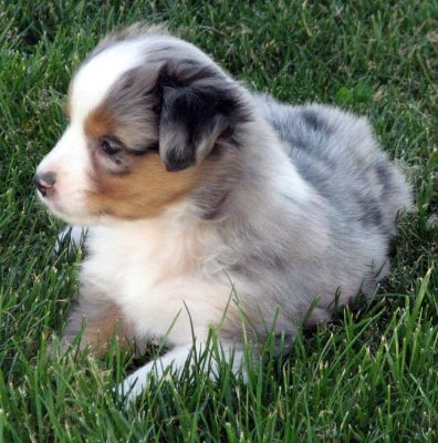 Five weeks old...
