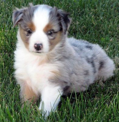 Five weeks old...