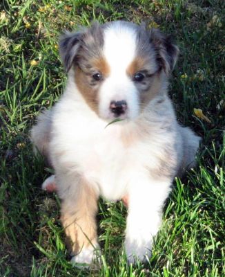 Five weeks old...