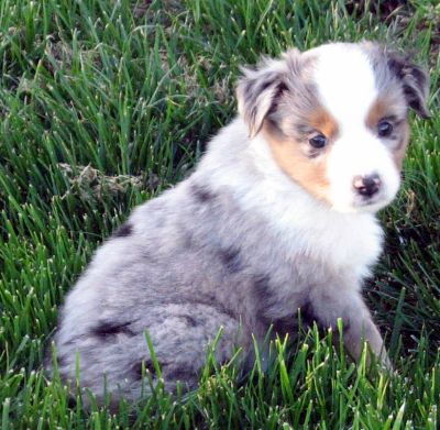 Five weeks old...