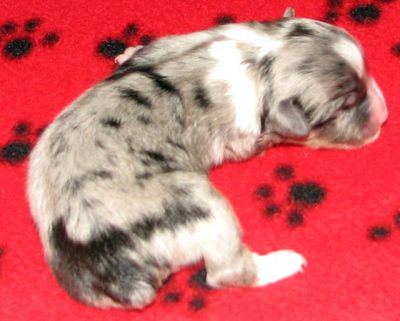 One day old...