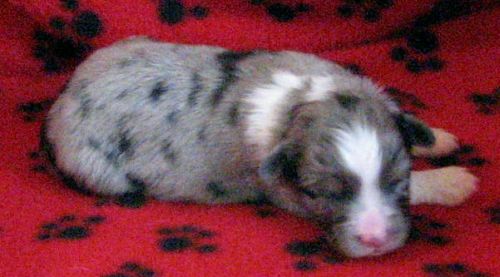 One week old...