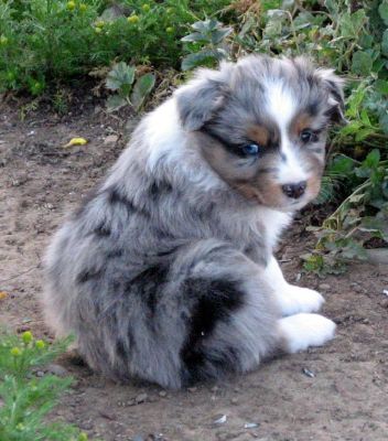 Five weeks old...