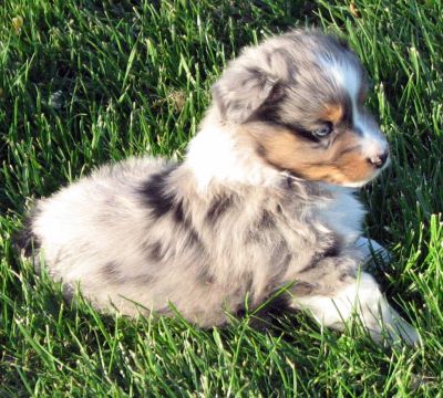 Five weeks old...