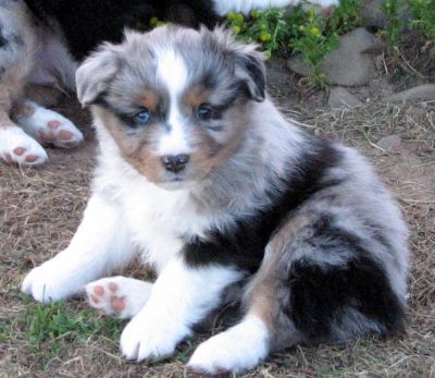 Five weeks old...
