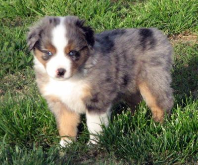 Five weeks old...