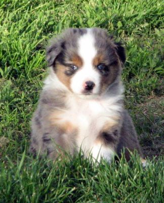 Five weeks old...
