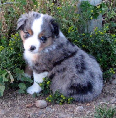 Five weeks old...