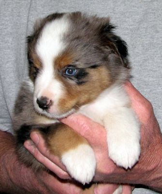 Five weeks old...