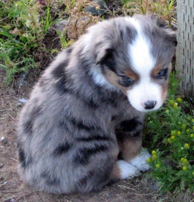 Five weeks old...