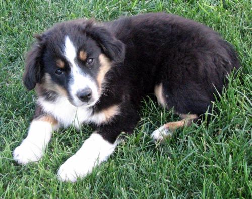 Twelve weeks old...