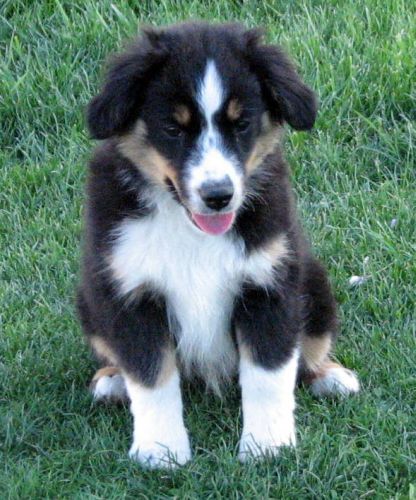 Twelve weeks old...