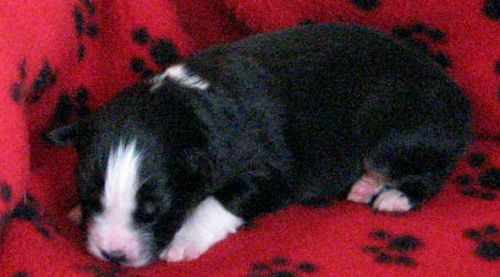 One week old...
