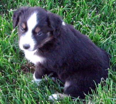 Five weeks old...