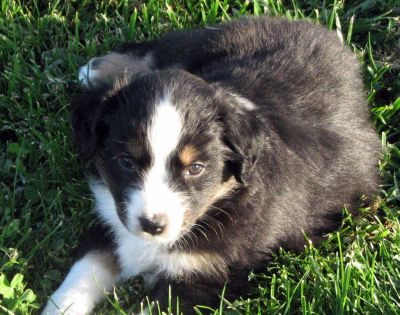 Five weeks old...