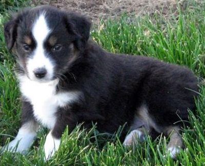 Five weeks old...
