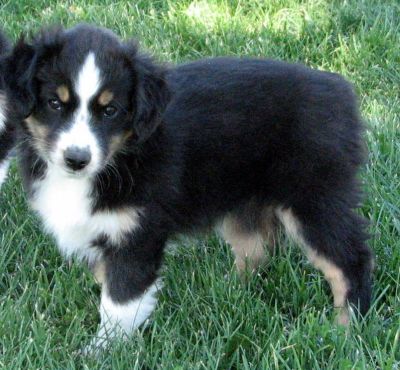 Nine weeks old...