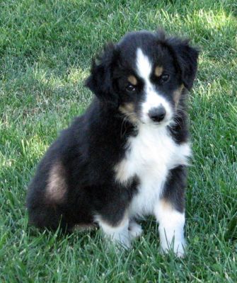 Nine weeks old...