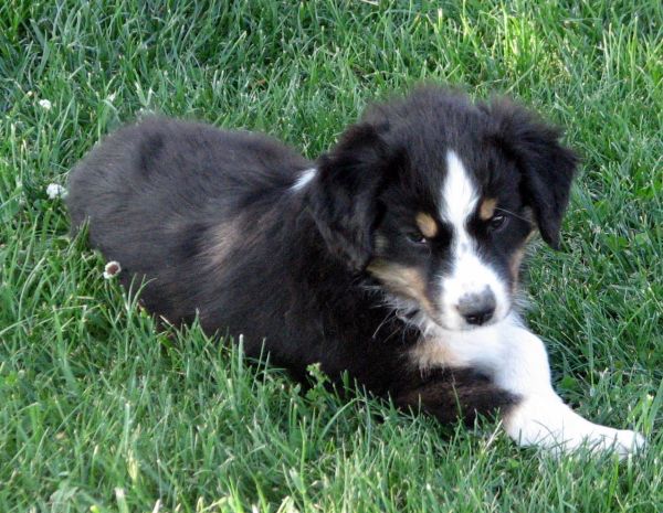 Nine weeks old...