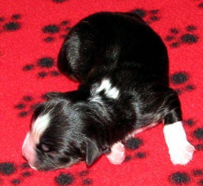 One day old...