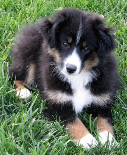 Twelve weeks old...