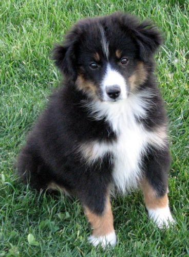 Twelve weeks old...