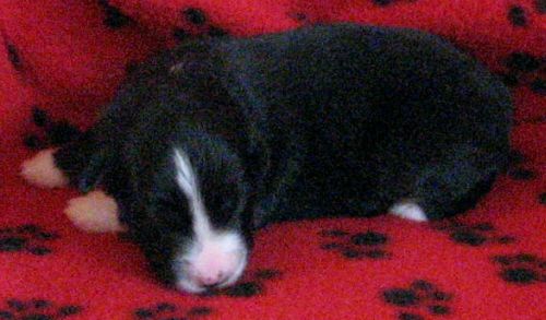 One week old...