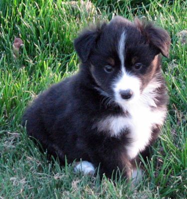 Five weeks old...
