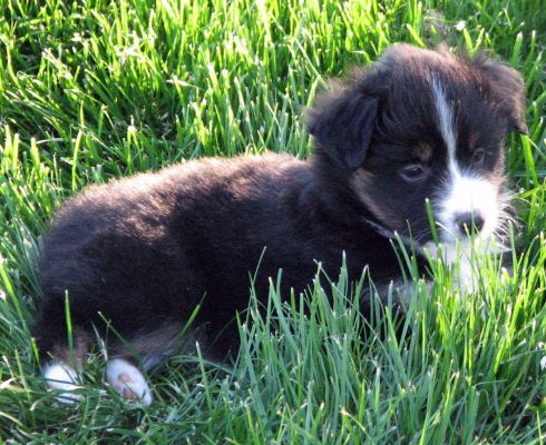 Five weeks old...