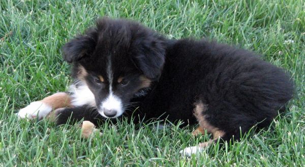 Nine weeks old...