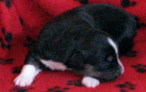 One week old...