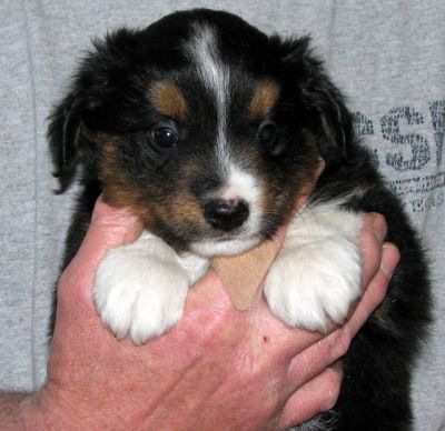 Five weeks old...