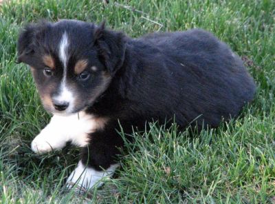 Five weeks old...