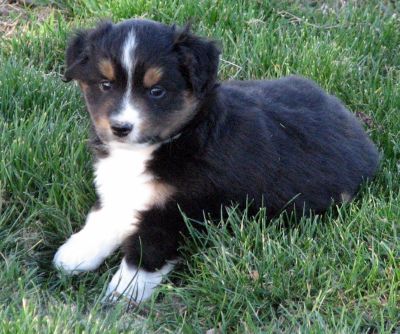 Five weeks old...
