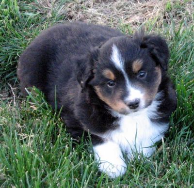 Five weeks old...