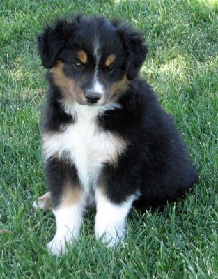 Nine weeks old...