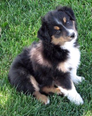 Nine weeks old...