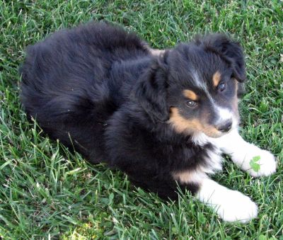 Nine weeks old...